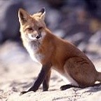 Alain Renard