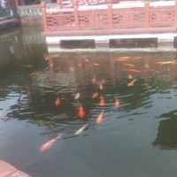 赵迎春