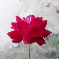 Gotam Bhai