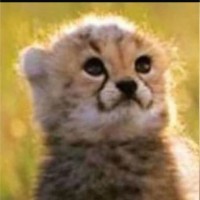 Nicolas Astorga Urrutia