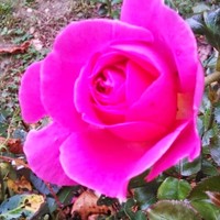 broutée monique
