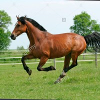 Blanca María de Llopis Castell