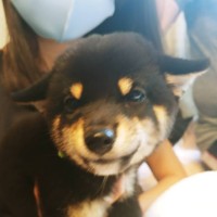 安井淳