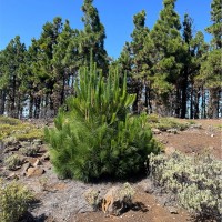 Fernando Gutiérrez Coello