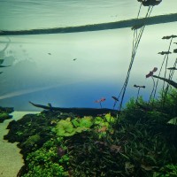 João Correia de Oliveira