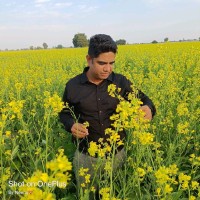 niranjan jangid