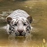 Prashant Khandare