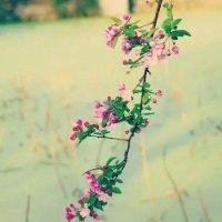 尹广华