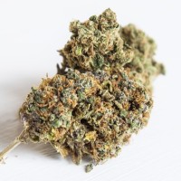 Maine Cannabis News