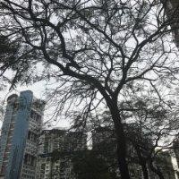 林伟佳
