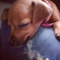 Lidiene Ketllin Lima da Rosa