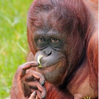 Samboja Orangutan