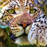 Eliano Terraroli Terraroli