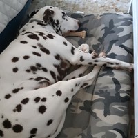 Francisco Javier Tosina Alba