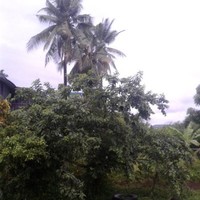 Nemani Vuniwaqa