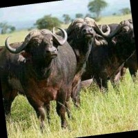 Simbulele Nogqala