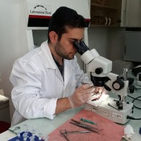 sina fallah kohan