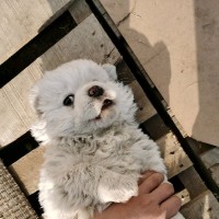 李心宇