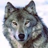 Farax wolf