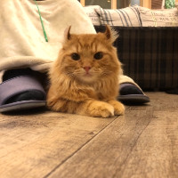 金子真也