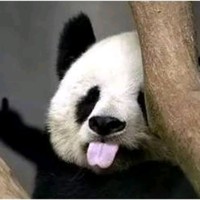 邱旺旺