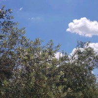 Juan José Tomás Vidal