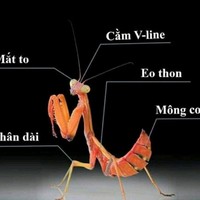 Phu Tran