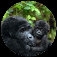 give back gorilla tours