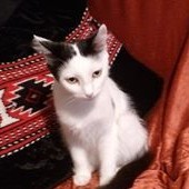 Ивелина Вълчева