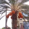 Kurasaki Ichigo