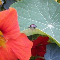 Gardening Vol