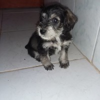 Luis Astoyauri