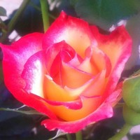 Rose Larkin