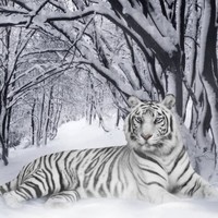 Arshad Md