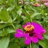 Malphs Ginda