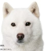 Yoshi Mantani