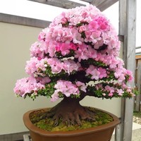 郑楚武