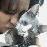 kitty cat