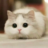 史红星