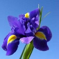 Iris De Greve