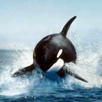 Orcinus Orca
