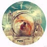 Der Hund