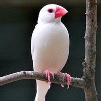 Pushpendra Kumar