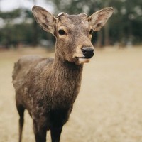 赵华平