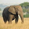 Wildlife Conservation