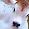 Narasimha Murthy H