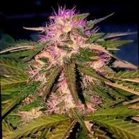 Resingrower Cannamaster