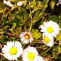 Daisy Hoppen