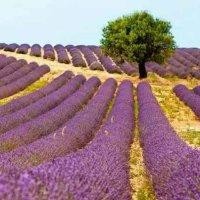 邓国芬