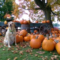 Christine -Chrysee Bollon